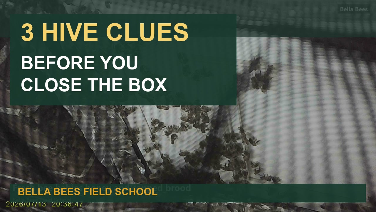 Bella Bees 3 Hive Clues Before You Close the Box field-school thumbnail