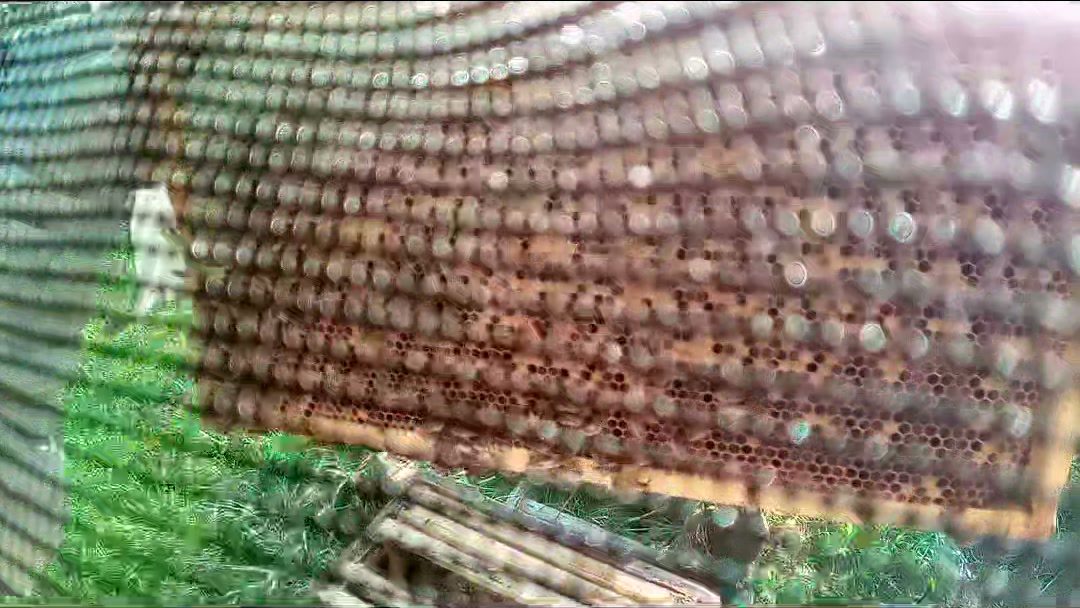 Comb visible behind beekeeper veil mesh