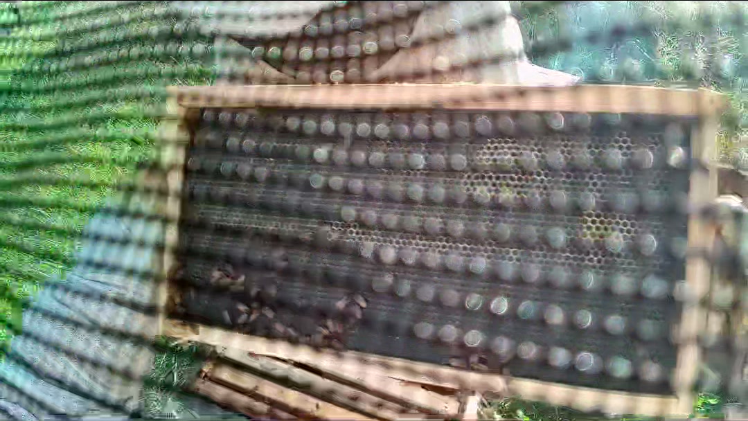 Comb frame shown at an angle behind veil mesh