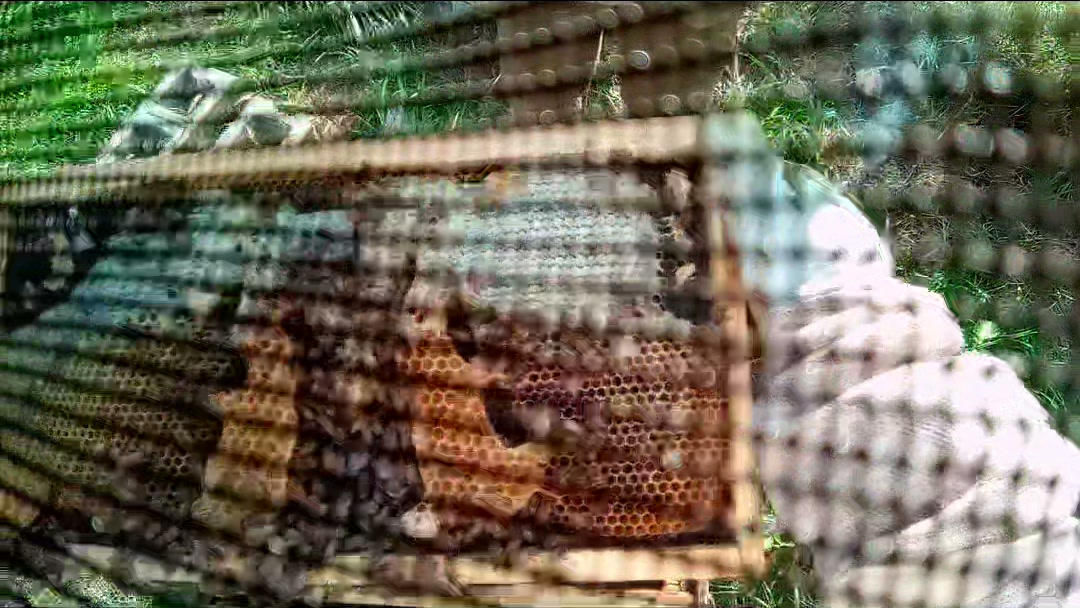 Bee-covered comb frame behind veil mesh