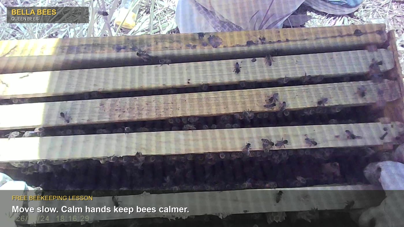 Bella Bees queen and colony field lesson